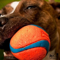 Chuckit игрушка  для собак - теннисный мяч Ультра, резина