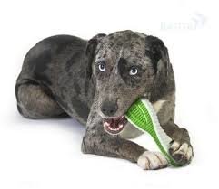 Petstages игрушка для собак finity dental chew зубная щетка