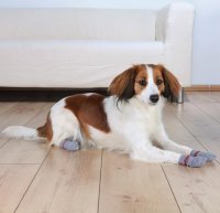 Trixie  носок для собак, 2 шт., хлопок, серый
