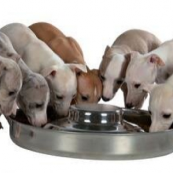 wikiLAB Стальная миска для щенков с выступом